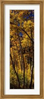 Tall Aspen trees in autumn, Colorado, USA Fine Art Print