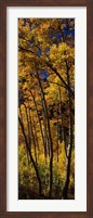 Tall Aspen trees in autumn, Colorado, USA Fine Art Print