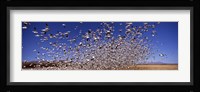 Snow Geest, Bosque del Apache National Wildlife Reserve, New Mexico, USA Fine Art Print