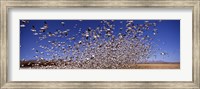 Snow Geest, Bosque del Apache National Wildlife Reserve, New Mexico, USA Fine Art Print