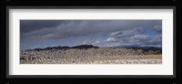 Flock of Snow Geese Flying Under a Cloudy Sky, Bosque del Apache National Wildlife Reserve, New Mexico Fine Art Print