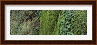 Ferns and moss covered hill, Columbia River Gorge, Oregon, USA Fine Art Print