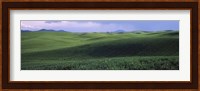 Wheat field on a rolling landscape, near Pullman, Washington State, USA Fine Art Print