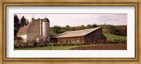 Old barns, Palouse, Whitman County, Washington State Fine Art Print