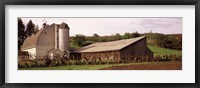 Old barns, Palouse, Whitman County, Washington State Fine Art Print