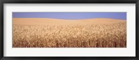 Golden wheat in a field, Palouse, Whitman County, Washington State, USA Fine Art Print