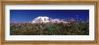 Wildflowers on mountains, Mt Rainier, Pierce County, Washington State, USA Fine Art Print