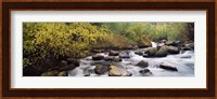 River passing through a forest, Inyo County, California, USA Fine Art Print