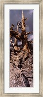 Bristlecone pine tree (Pinus longaeva) under cloudy sky, Inyo County, California, USA Fine Art Print