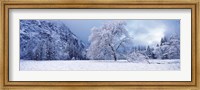 Snow covered oak tree in a valley, Yosemite National Park, California, USA Fine Art Print