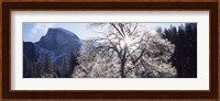 Low angle view of a snow covered oak tree, Yosemite National Park, California, USA Fine Art Print