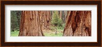 Sapling among full grown Sequoias, Sequoia National Park, California, USA Fine Art Print