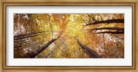 Low angle view of trees with yellow foliage, Bavaria, Germany Fine Art Print
