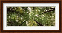 Low angle view of trees with green foliage, Bavaria, Germany Fine Art Print