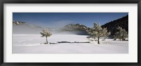 Trees on a snow covered landscape, French Riviera, France Fine Art Print