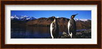 Two King penguins on shore of Cumberland Bay East, King Edward Point, Cumberland Bay, South Georgia Island Fine Art Print