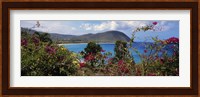 Tropical flowers at the seaside, Deshaies Beach, Deshaies, Guadeloupe Fine Art Print
