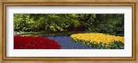 Flowers in a garden, Keukenhof Gardens, Lisse, Netherlands Fine Art Print