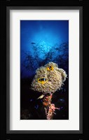 Sea anemone and Allard's anemonefish (Amphiprion allardi) in the ocean Fine Art Print
