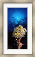 Sea anemone and Allard's anemonefish (Amphiprion allardi) in the ocean Fine Art Print