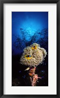 Sea anemone and Allard's anemonefish (Amphiprion allardi) in the ocean Fine Art Print
