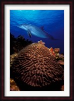 Bottle-Nosed dolphin (Tursiops truncatus) and coral in the sea Fine Art Print