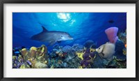 Bottle-Nosed dolphin (Tursiops truncatus) and Gray angelfish (Pomacanthus arcuatus) on coral reef in the sea Framed Print