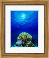 Queen angelfish (Holacanthus ciliaris) and Blue chromis (Chromis cyanea) with Black Durgon in the sea Fine Art Print