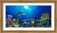 Caribbean Reef shark (Carcharhinus perezi) Rainbow Parrotfish (Scarus guacamaia) in the sea Fine Art Print