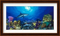 Caribbean Reef shark (Carcharhinus perezi) Rainbow Parrotfish (Scarus guacamaia) in the sea Fine Art Print