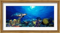Hawksbill turtle (Eretmochelys Imbricata) and French angelfish (Pomacanthus paru) with Stoplight Parrotfish (Sparisoma viride) Fine Art Print