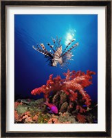 Lionfish (Pteropterus radiata) and Squarespot anthias (Pseudanthias pleurotaenia) with soft corals in the ocean Fine Art Print