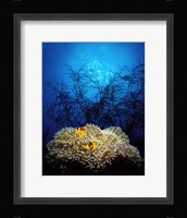 Mat anemone and Allard's anemonefish (Amphiprion allardi) in the ocean Fine Art Print