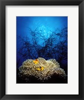Mat anemone and Allard's anemonefish (Amphiprion allardi) in the ocean Fine Art Print