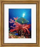 Orange-Lined triggerfish (Balistapus undulatus) and soft corals in the ocean Fine Art Print