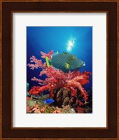 Orange-Lined triggerfish (Balistapus undulatus) and soft corals in the ocean Fine Art Print