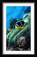 Allard's anemonefish (Amphiprion allardi) in the ocean Fine Art Print