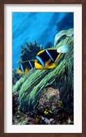 Allard's anemonefish (Amphiprion allardi) in the ocean Fine Art Print