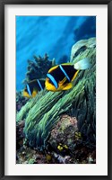 Allard's anemonefish (Amphiprion allardi) in the ocean Fine Art Print