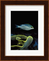 Two-Lined monocle bream (Scolopsis bilineata) and coral in the ocean Fine Art Print