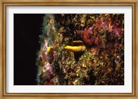 Wrasse blenny in coral wall in the sea Fine Art Print