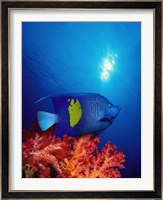Yellow-Banded angelfish (Pomacanthus maculosus) with soft corals in the ocean Fine Art Print