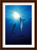 Bottle-Nosed dolphins (Tursiops truncatus) in the sea Fine Art Print