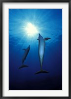 Bottle-Nosed dolphins (Tursiops truncatus) in the sea Fine Art Print