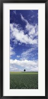 Germany, Baden-Wurttemberg,Single tree in field, clouds Fine Art Print