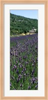 Lavender crop with a monastery in the background, Abbaye De Senanque, Provence-Alpes-Cote d'Azur, France Fine Art Print