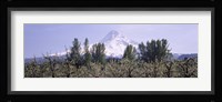 Fruit trees in an orchard with a snowcapped mountain in the background, Mt Hood, Hood River Valley, Oregon, USA Fine Art Print