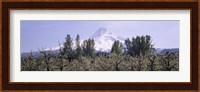 Fruit trees in an orchard with a snowcapped mountain in the background, Mt Hood, Hood River Valley, Oregon, USA Fine Art Print