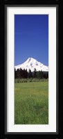 Field with a snowcapped mountain in the background, Mt Hood, Oregon (vertical) Fine Art Print