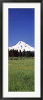Field with a snowcapped mountain in the background, Mt Hood, Oregon (vertical) Fine Art Print
